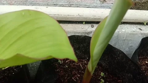 Black Turmeric Buds Vídeo Stock 227414677