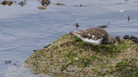 Black Turnstone Stock Footage 35194116