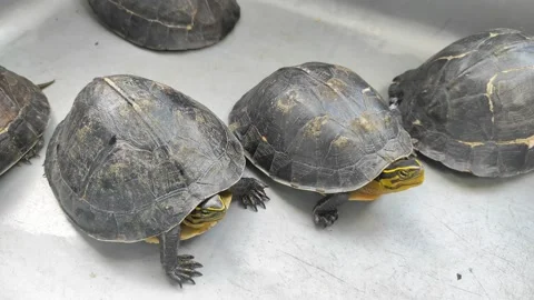 Black turtle chicks Stock Footage 196207784