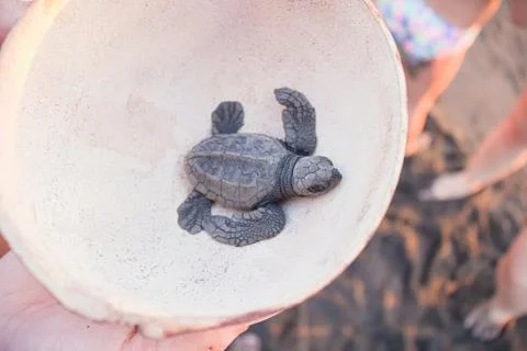 Black turtle hatchling held in coconut shell. Stock Photos