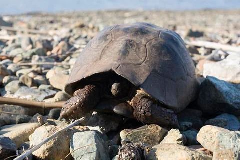 Black turtle Stock Photos