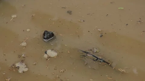 Black turtle poked its head out of the water Stock Footage 165283823