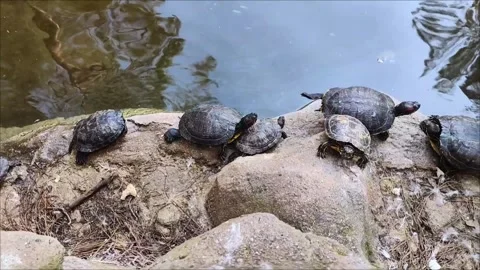 Black turtles sit on rocks on the shore of the lake Stock Footage 302905154