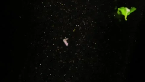 Black underwater with particles floating in deep in sun rays. Stock Footage 198617665