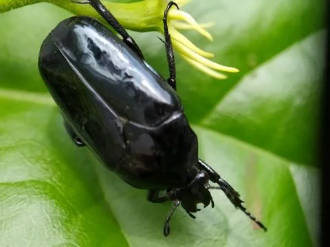 Black unknown insect on the leaf Stock Photos