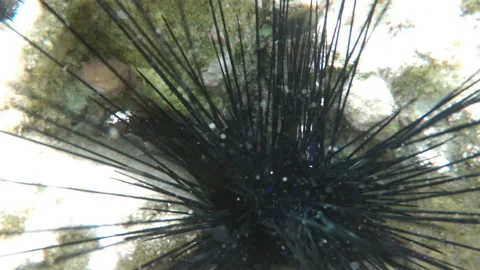 Black urchin needles Stockbeeldmateriaal 85795548
