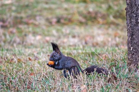 Black variant of a Eurasian red squirrel in the grass with a nut Stock Photos