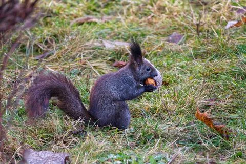Black variant of a Eurasian red squirrel in the grass with a nut Stock Photos