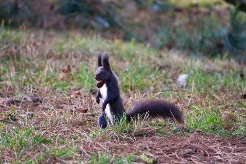 Black variant of a Eurasian red squirrel in the grass with a nut Stock Photos