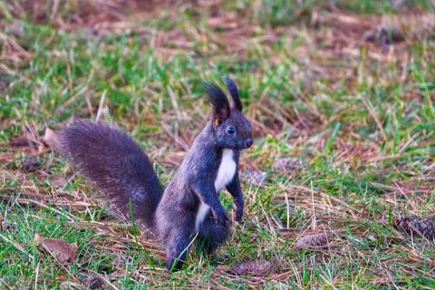 Black variant of a Eurasian red squirrel standing in the grass Stock Photos