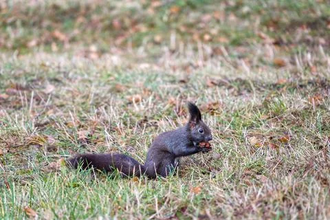 Black variant of a Eurasian red squirrel in the grass with a nut Stock Photos
