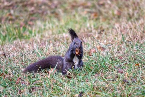 Black variant of a Eurasian red squirrel in the grass with a nut Stock Photos