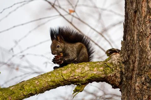Black variant of a Eurasian red squirrel sitting on the branch with a nut Stock Photos