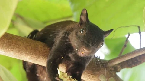 Black Variegated Squirrel close shot of feeding in tree with good audio 스톡 동영상 98398809