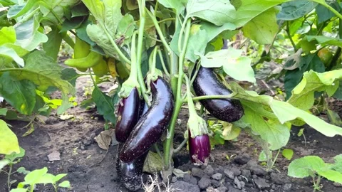 Black variety of eggplant Stock Footage 205229727