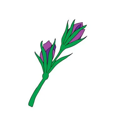 Black Vector illustration of two purple bellflower buds with green leaves Stock Illustration