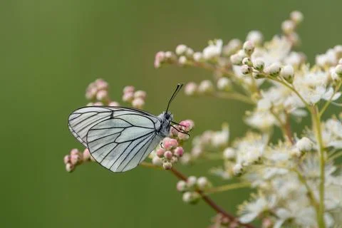 Black-veined white butterfly (Aporia crataegi) sitting on a white blossom Stock Photos