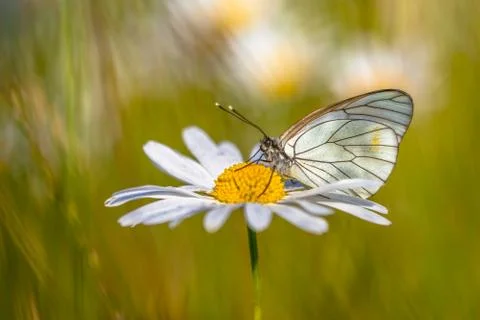 Black veined White Foto stock