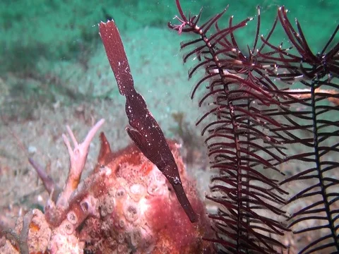 Black velvet ghost pipe fish Stock Footage 90654528