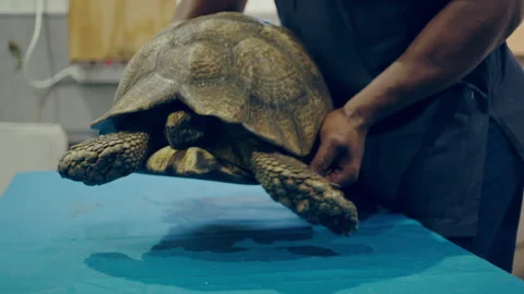 Black veterinarian treating a turtle Stock Footage 279314831