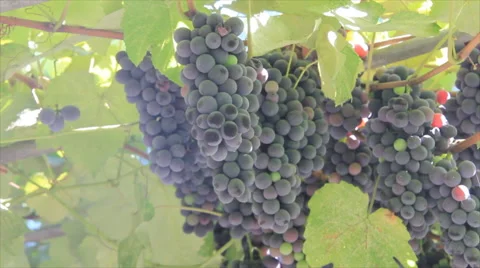 Black vine berries Stock Footage 49660010