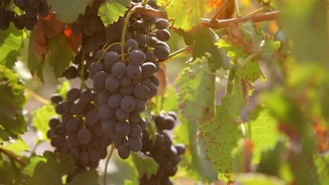 Black vine grape in the vineyard, close-up Video stock 94523261