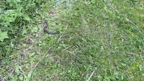 Black Viper Moving on Grass Vídeo Stock 345833143