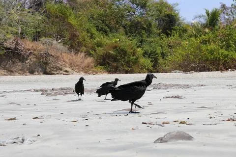 Black Volture on the beach. Stock Photos