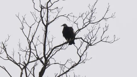 Black vulture in a bare tree -- flies away HD 動画素材 106363946