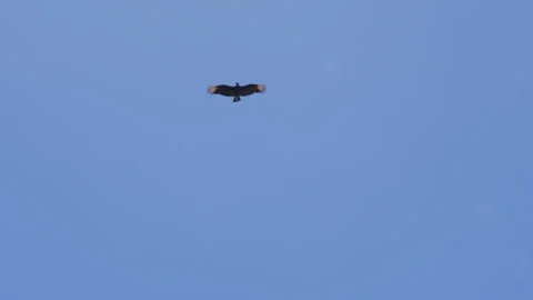 Black Vulture, Blue Sky, Soaring Bird, Open Wings Stock Footage 345531132