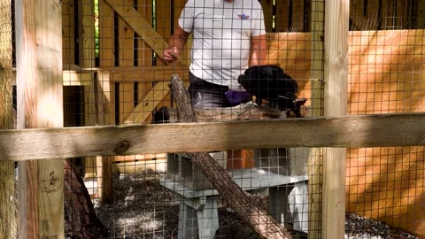 Black Vulture in Captivity; fed hamburger  Stockbeeldmateriaal 168529183