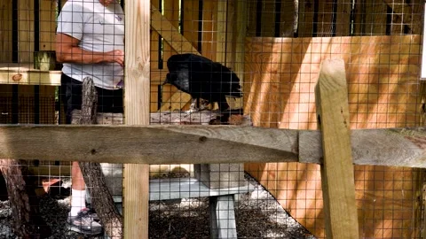 Black Vulture in Captivity -- Feeding Stock Footage 168524849