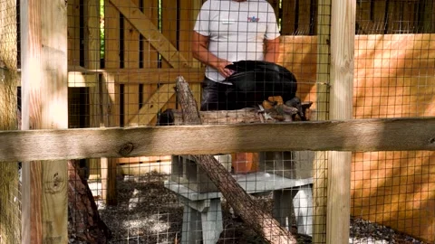Black Vulture in Captivity feeding time Stock Footage 168534115