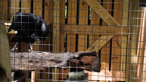 Black Vulture in Captivity -- flaps wings Stock Footage 168415020