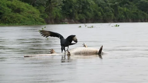 Black vulture eats dead caiman in river, Coragyps atratus, Melanosuchus niger Stock Footage 338233373