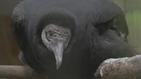 Black Vulture Video stock 48382612