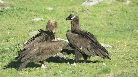 Black vulture Stock Footage 49046471