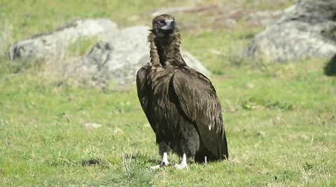 Black vulture Stock Footage 49046717