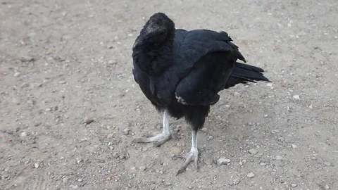 Black Vulture Stock-Footage 73416405