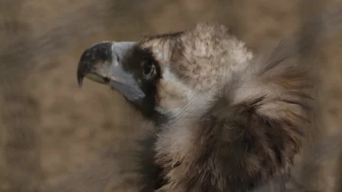 Black vulture Stock Footage 130668092