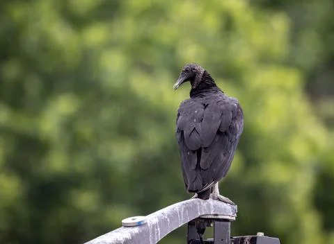Black vulture on Lightpost 写真素材