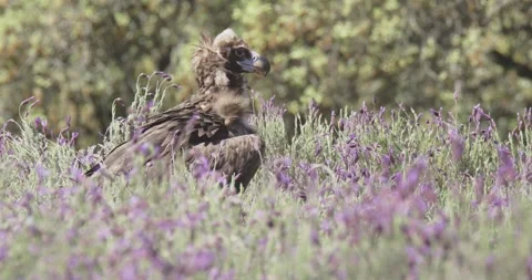 Black vulture in a mediterranean forest, in a spring day, in Spain. Stock Footage 307921966