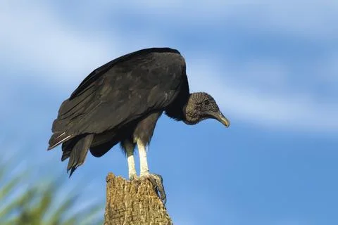 Black vulture perched on tree. Stock Photos
