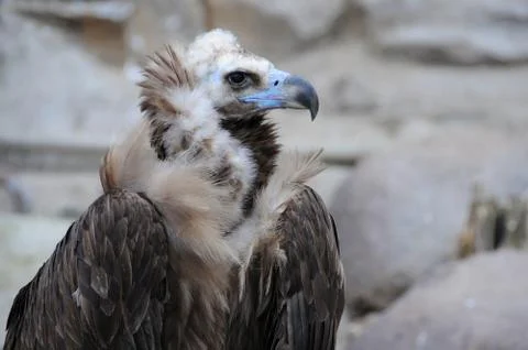Black Vulture Stock Photos