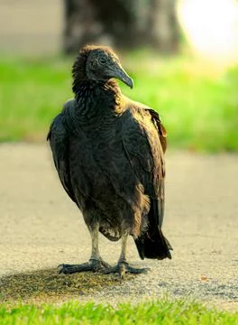 Black Vulture Stock Photos
