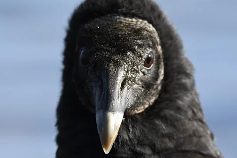 Black Vulture Stock Photos