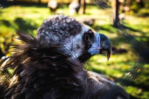 Black vulture Stock Photos