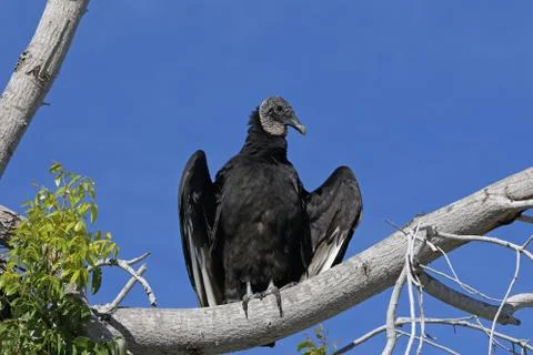 Black Vulture Posing Stock Photos
