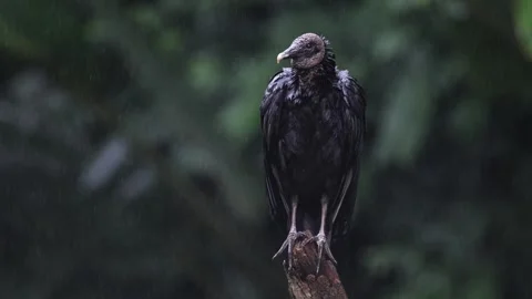 Black Vulture in the Rain Stock Footage 334016154