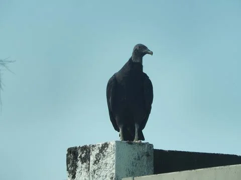 Black Vulture at rest Stock Photos